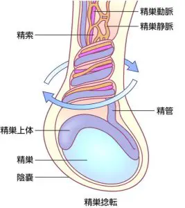 陰嚢・精巣・金玉の痛み、腫れ、違和感について | 新橋駅徒歩1分の泌尿器科クリニック